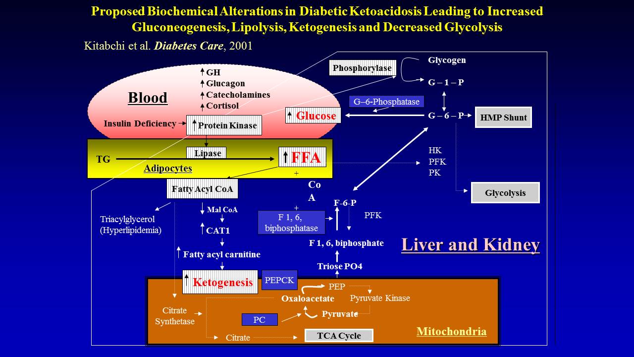 Illustration of Diabetic Ketoacidosis and Hypersmolar Non-ketotic Coma