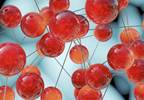 Advisory Panel Favors Approval of Natpara Advisory Panel Favors Approval of Natpara