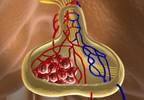 Neuroendocrine Dysfunction Linked to Chronic Tension-Type Headache Neuroendocrine Dysfunction Linked to Chronic Tension-Type Headache