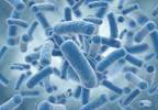 <i>C difficile</i> Risk Higher With Stoma Reversal vs Colectomy <i>C difficile</i> Risk Higher With Stoma Reversal vs Colectomy