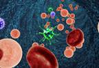 Study Identifies Metformin's Potential Role in Atherosclerosis Study Identifies Metformin's Potential Role in Atherosclerosis