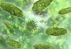 Salmonella-Based Oral Vaccine Prevented Diabetes in Nonobese Diabetic Mice Salmonella-Based Oral Vaccine Prevented Diabetes in Nonobese Diabetic Mice
