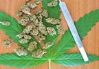 Can Marijuana Use Increase Prediabetes Risk? Can Marijuana Use Increase Prediabetes Risk?