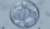 Elective Single Embryo Transfer May Be Less Successful for in Ethnic Minority Groups Elective Single Embryo Transfer May Be Less Successful for in Ethnic Minority Groups