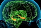 Congenital Hypothyroidism May Reduce Hippocampus Activation in Verbal Memory Processing Congenital Hypothyroidism May Reduce Hippocampus Activation in Verbal Memory Processing