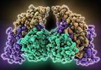 Follicle-Stimulating Hormone Linked to LDL Cholesterol in Postmenopausal Women Follicle-Stimulating Hormone Linked to LDL Cholesterol in Postmenopausal Women
