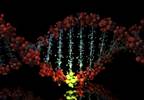Two Genetic Mutations Linked to Tumor Behavior in Thyroid Cancer Patients Two Genetic Mutations Linked to Tumor Behavior in Thyroid Cancer Patients