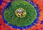 Implantable Ovary Bioprosthesis Holds Promise for Restoring Fertility Implantable Ovary Bioprosthesis Holds Promise for Restoring Fertility