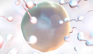 Data implicated the BRCA1 mutation may reduce a woman's fertility. Data implicated the BRCA1 mutation may reduce a woman's fertility.