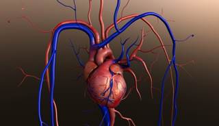 Reduced levels of certain stem cells may predict adverse cardiovascular outcomes in type 2 diabetes. Reduced levels of certain stem cells may predict adverse cardiovascular outcomes in type 2 diabetes.