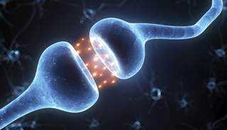 A mouse study shows that neuronal growth hormone secretagogue receptor is a regulator of energy metabolism. A mouse study shows that neuronal growth hormone secretagogue receptor is a regulator of energy metabolism.