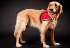 Mixed Results Found for Use of Trained Dogs to Detect Hypoglycemia Mixed Results Found for Use of Trained Dogs to Detect Hypoglycemia