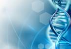 Genetic Variants Linked to Phenotypic Heterogeneity of Type 1 Diabetes Genetic Variants Linked to Phenotypic Heterogeneity of Type 1 Diabetes