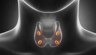 One hypothesis is that thyroid function affects dementia risk through nonvascular pathways. One hypothesis is that thyroid function affects dementia risk through nonvascular pathways.