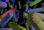 Females With Anorexia Nervosa Have Lower Gut Microbial Diversity Females With Anorexia Nervosa Have Lower Gut Microbial Diversity