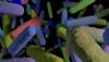 Type 1 Diabetes Associated With Gut Inflammation Type 1 Diabetes Associated With Gut Inflammation