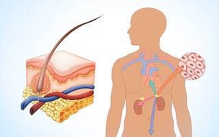 Hair cortisol concentrations were increased in patients with obesity and increased waist circumference. Hair cortisol concentrations were increased in patients with obesity and increased waist circumference.