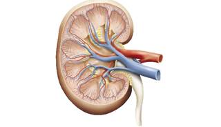 A 22% increase in odds of developing AKI was seen for each initial heart rate increase of 5 beats per minute. A 22% increase in odds of developing AKI was seen for each initial heart rate increase of 5 beats per minute.