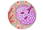 New Point-of-Care C Peptide Test Shows Promise New Point-of-Care C Peptide Test Shows Promise