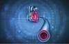 Cardiovascular Mortality in Individuals With Early-, Late-Onset Prediabetes Cardiovascular Mortality in Individuals With Early-, Late-Onset Prediabetes
