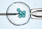 Prohibiting 3-Parent IVF: Does It Violate Procreative Rights? Prohibiting 3-Parent IVF: Does It Violate Procreative Rights?