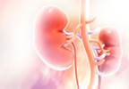 No Increased Risk for Type 2 Diabetes, Hypertension in Living Kidney Donors No Increased Risk for Type 2 Diabetes, Hypertension in Living Kidney Donors