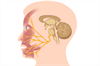 Obesity, Diabetes May Increase Risk of Reoperation After Microvascular Decompression Obesity, Diabetes May Increase Risk of Reoperation After Microvascular Decompression