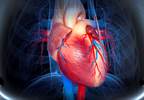 Effect of High Androgen Levels on Cardiovascular Risk in Postmenopausal Women Effect of High Androgen Levels on Cardiovascular Risk in Postmenopausal Women