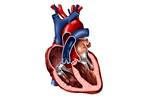 Effect of Menopausal Hormone Therapy on Cardiac Structure, Function Effect of Menopausal Hormone Therapy on Cardiac Structure, Function
