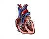 Effect of Menopausal Hormone Therapy on Cardiac Structure, Function Effect of Menopausal Hormone Therapy on Cardiac Structure, Function