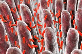 Decreased levels of <i>Clostridium</i> and mucin-degrading bacterium <i>Akkermansia muciniphila</i> in the gut microbiota may be present in individuals with prediabetes. Decreased levels of <i>Clostridium</i> and mucin-degrading bacterium <i>Akkermansia muciniphila</i> in the gut microbiota may be present in individuals with prediabetes.