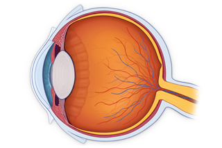Researchers observed a strong correlation between masked raters of choroidal thickness measurements, proving high reproducibility. Researchers observed a strong correlation between masked raters of choroidal thickness measurements, proving high reproducibility.