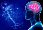 Metabolic Syndrome Linked to Reduced Neurocognitive Function in Midlife Metabolic Syndrome Linked to Reduced Neurocognitive Function in Midlife