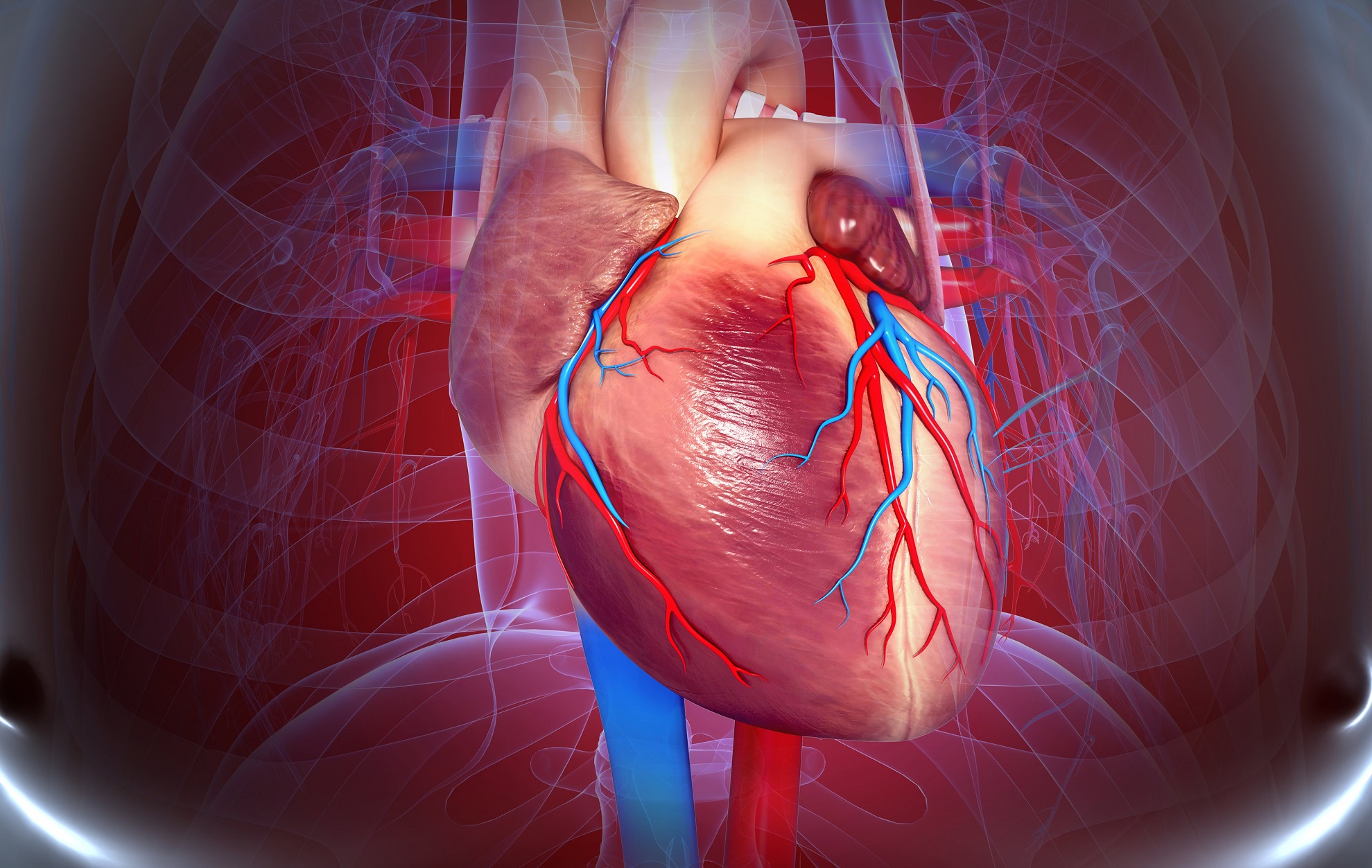 Cardiovascular System Meaning In Hindi